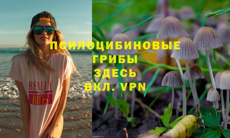 цены   Иннополис  Псилоцибиновые грибы Psilocybe 